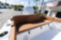 New 2024 Sea Hunt Ultra 234 image 11